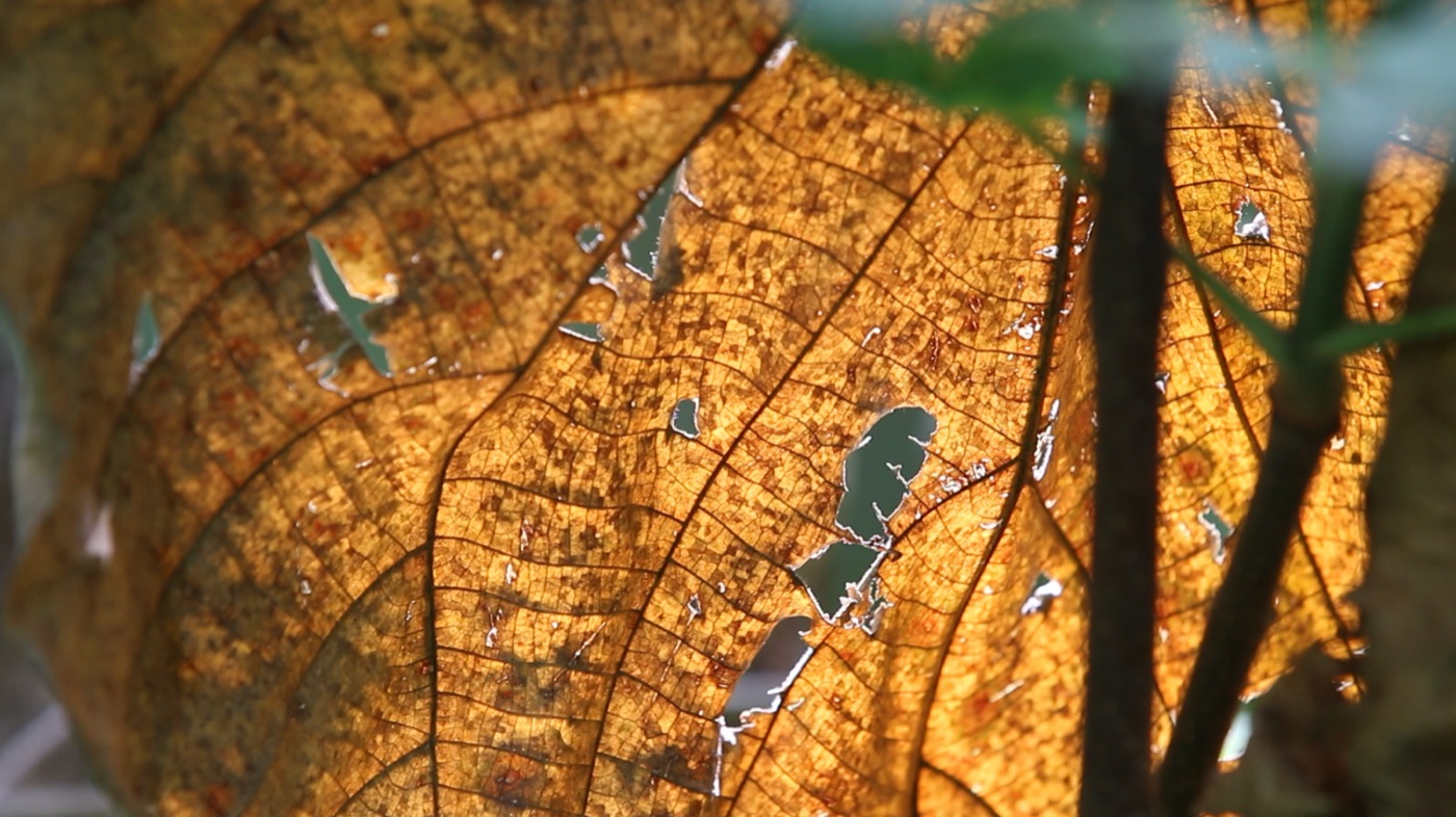 Fallen leaf pictured in the film 壓力很大.